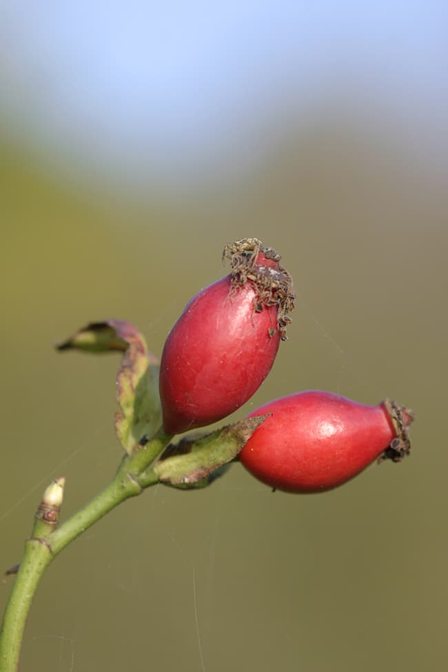 rosehip autumn think about negative
