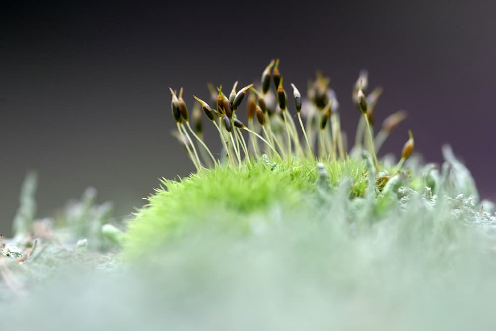 autumn macro lichen