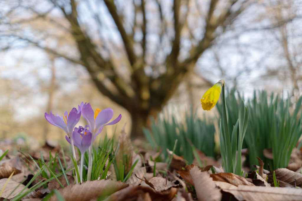 Sony A6400 sample image, close up of a purple flower and a yellow daffodil about to open, surrounded by brown leaves, and a bare tree in the background