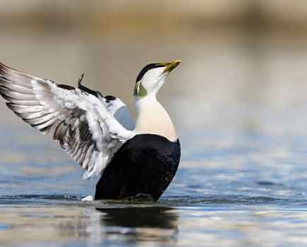 Wildlife watch eiders