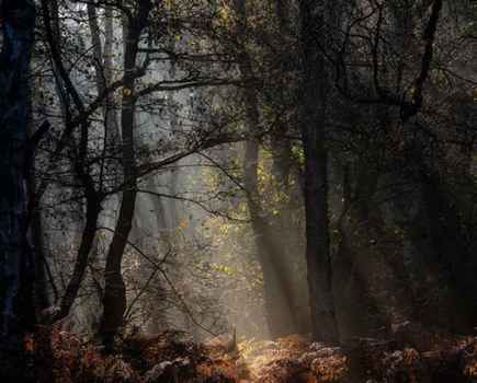 Woodlands photography