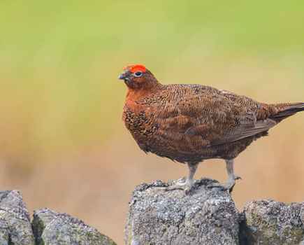 Red grouse ww
