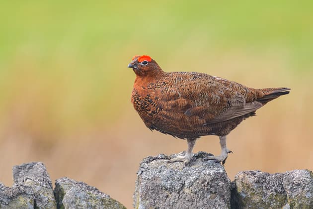 Red grouse ww