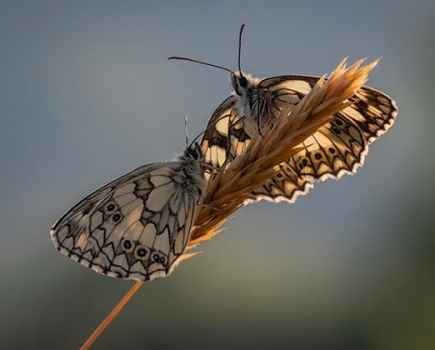 Spring insects