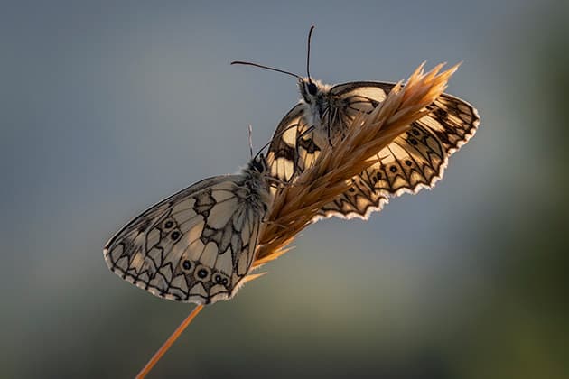 Spring insects