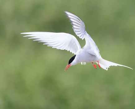 Arctic terns