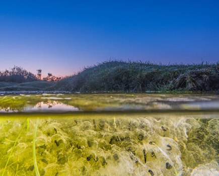 Andrew Fusek Peters frog spawn