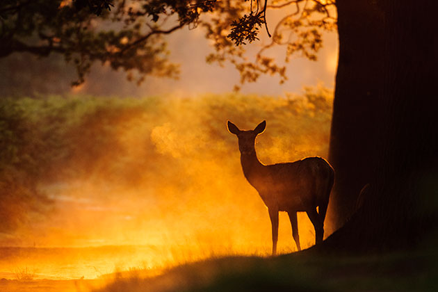 Lighting deer in mist