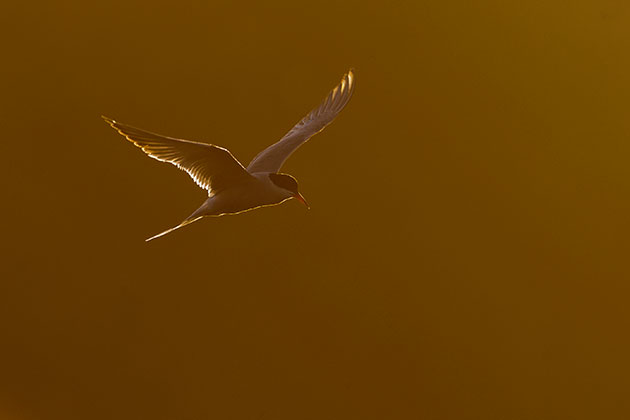 Lighting terns