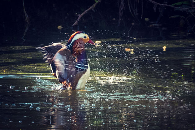 Nikon Coolpix P1000: Best Camera for Bird Photography