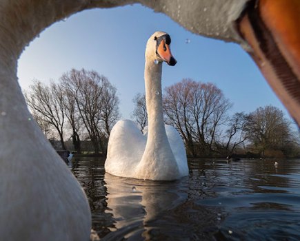 Waterfowl swans