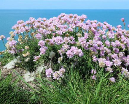 The Canon 22mm f/2 enabled John to capture cliff-edge sea thrift against a level horizon