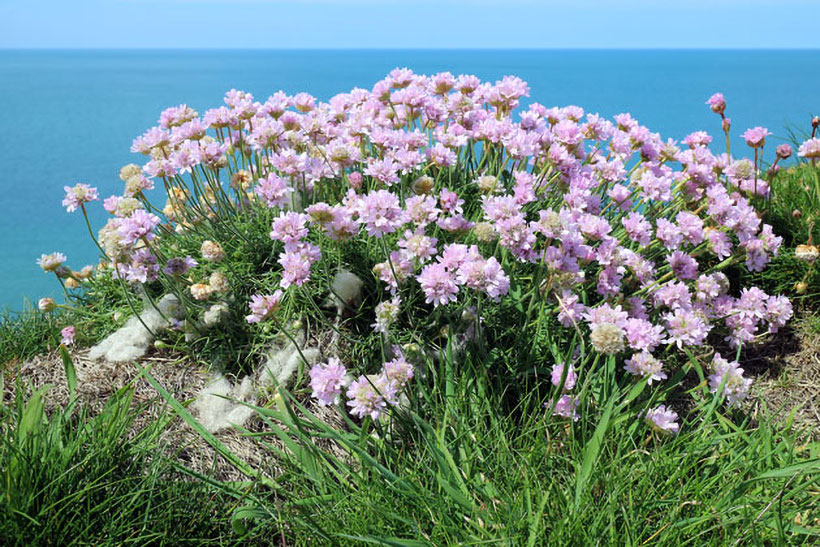 The Canon 22mm f/2 enabled John to capture cliff-edge sea thrift against a level horizon