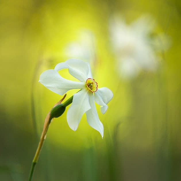 Macro flower