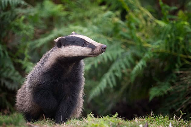 Wildlife badger