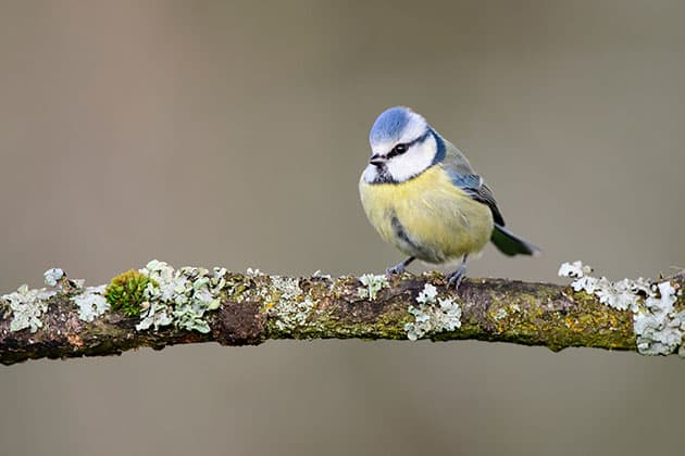 Wildlife bluetit