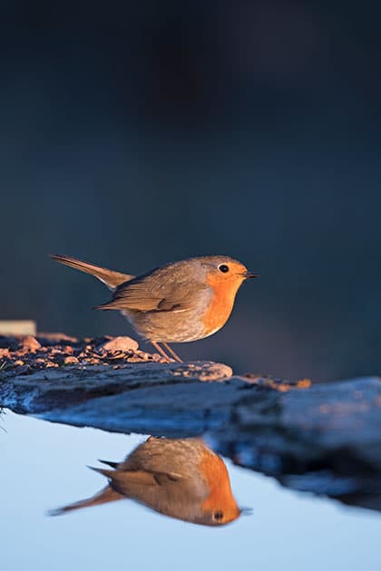 Wildlife robin