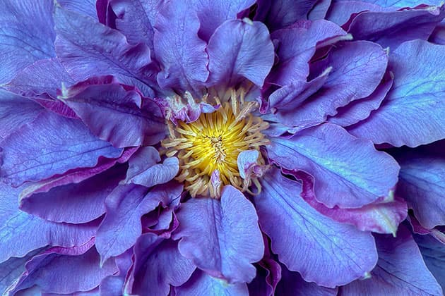 macro flower leaves