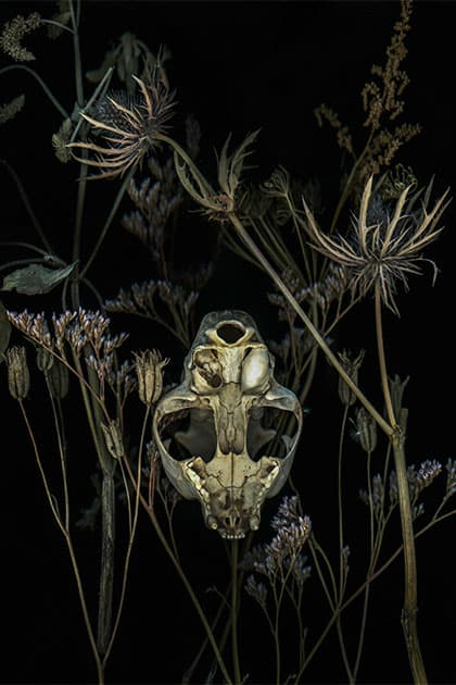 scanner art of an animal skull and dried flowers