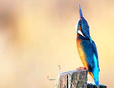 Paul Williams kingfisher