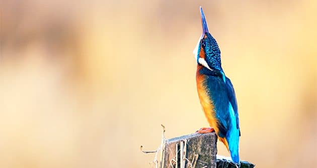 Paul Williams kingfisher