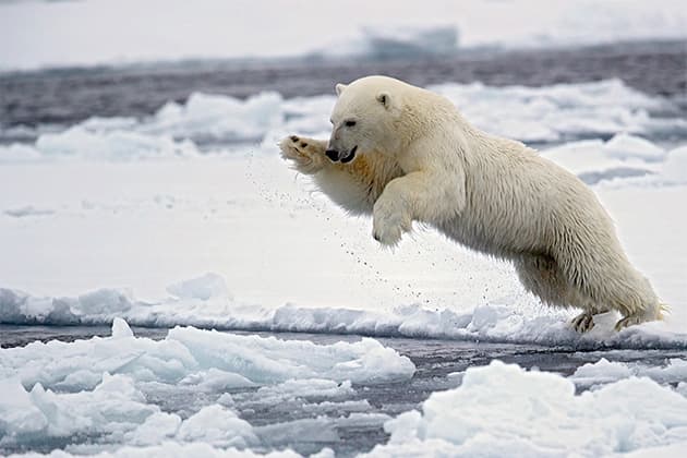 Paul Williams polar bear