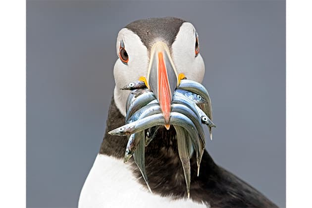 Paul Williams puffin with fish