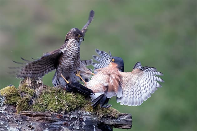 Paul Williams sparrowhawks fighting