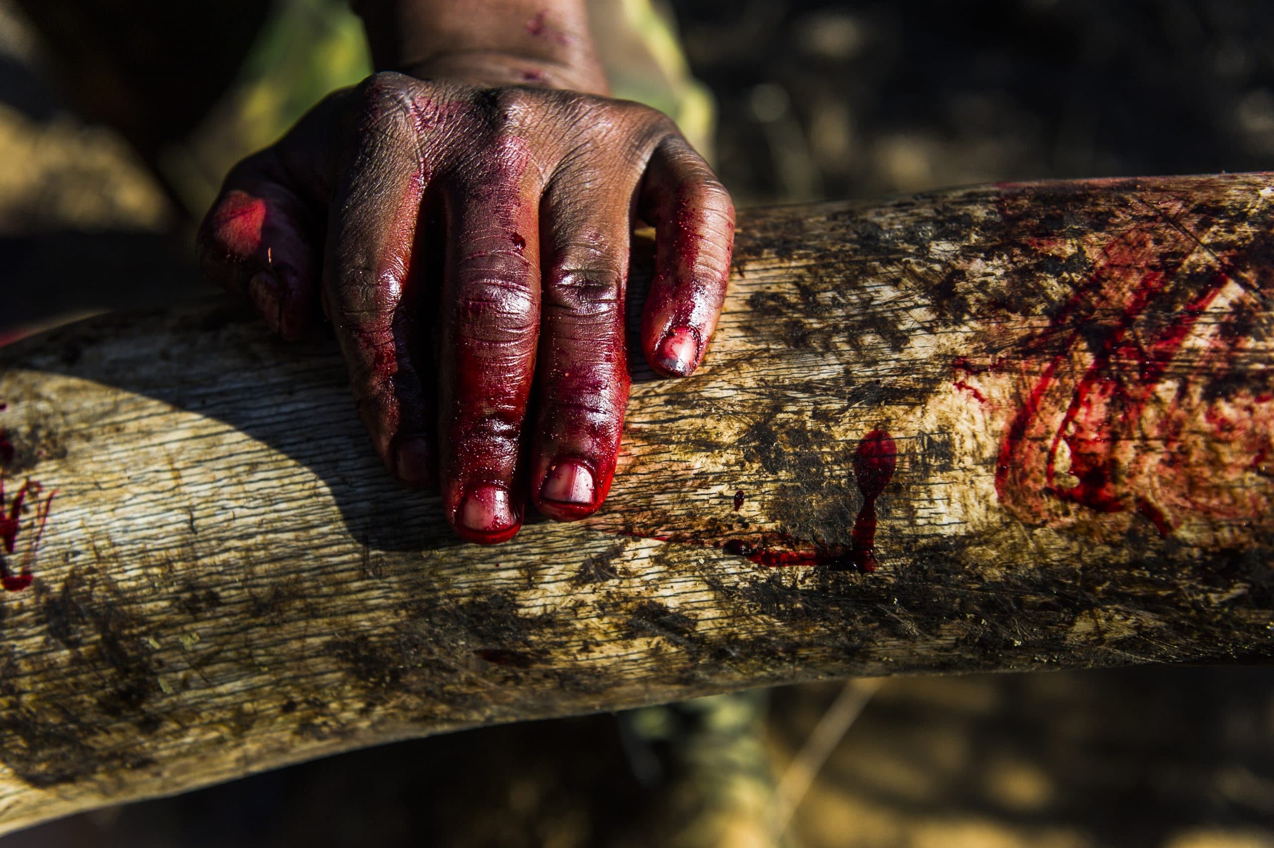 A ranger’s bloody hand rests on an ivory tusk during an anti-poaching mission in KwaZulu-Natal, South Africa © Britta Jaschinski / Photographers Against Wildlife Crime™