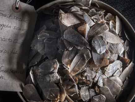 Seized Pangolin scales
