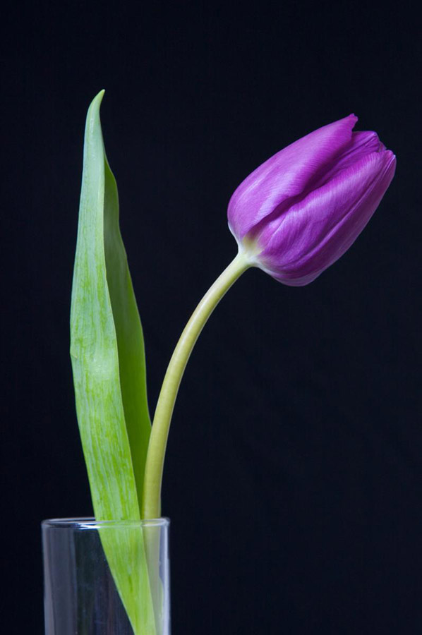 purple tulip as still life photos subject black background and natural light from kitchen window