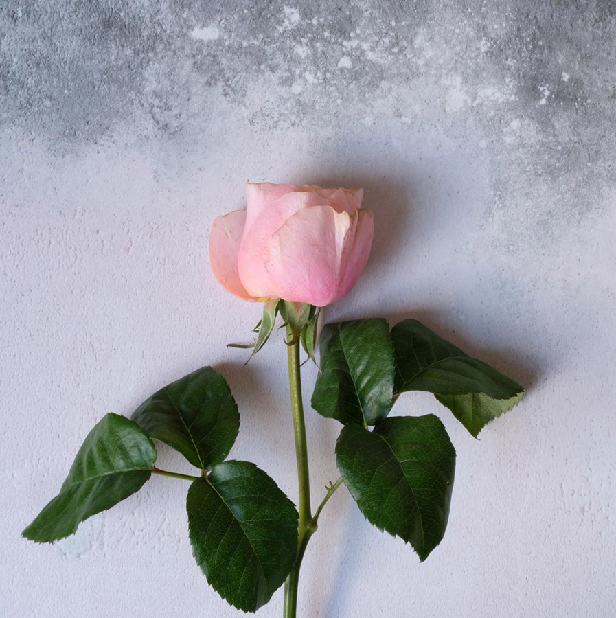 single pink rose as still life photos subject