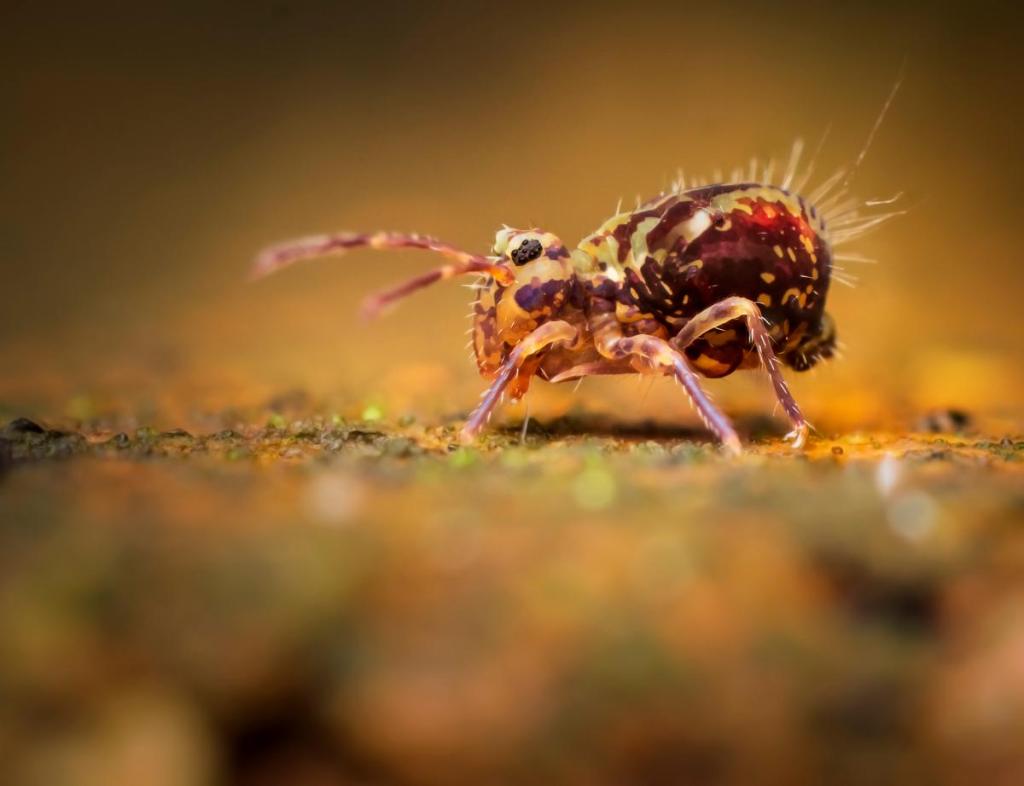 Diffused flash will help reduce camera shake. Olympus E-M1 Mark II, 60mm, Viltrox Extension Tubes, 1/250sec at f/5, ISO 400. Photo: Geraint Radford