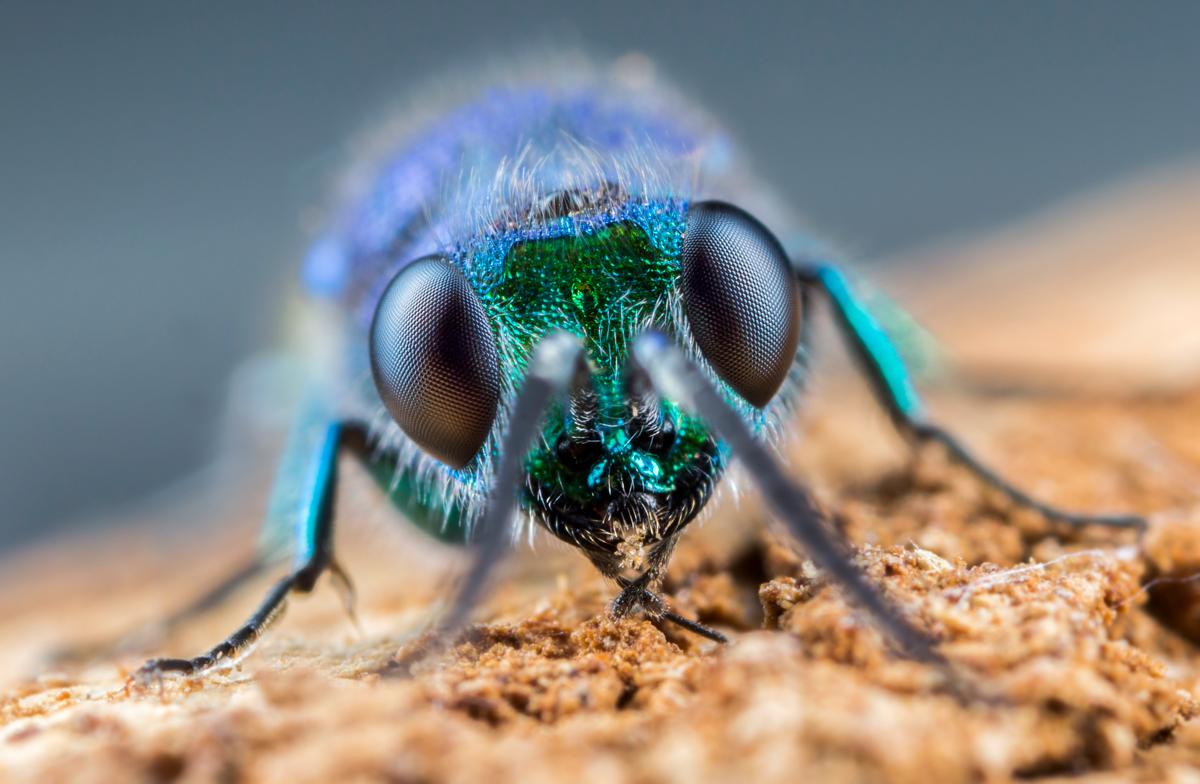 Focus stacking: achieve pin sharp macro shots of delicate subjects