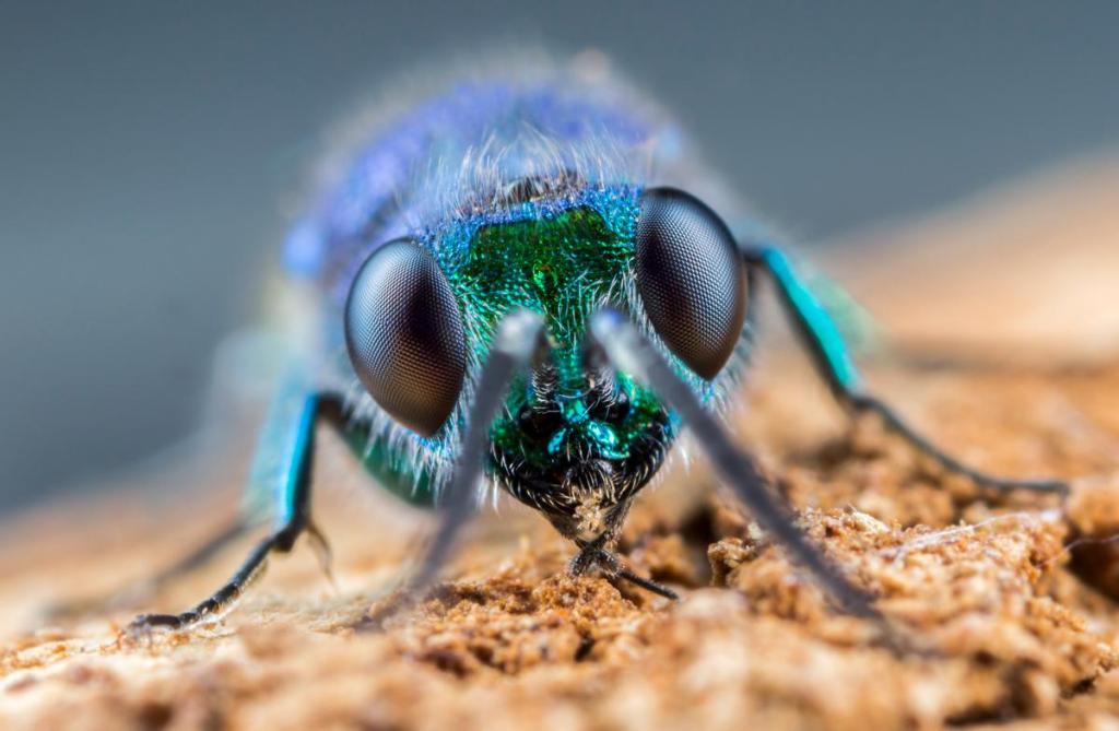 Stacked portrait of a ruby-tailed wasp. Canon EOS 6D, MP-E65mm, 1/160sec at f/9, ISO 320. Photo: Matt Doogue
