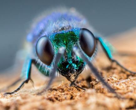 Stacked portrait of a ruby-tailed wasp. Canon EOS 6D, MP-E65mm, 1/160sec at f/9, ISO 320. Photo: Matt Doogue