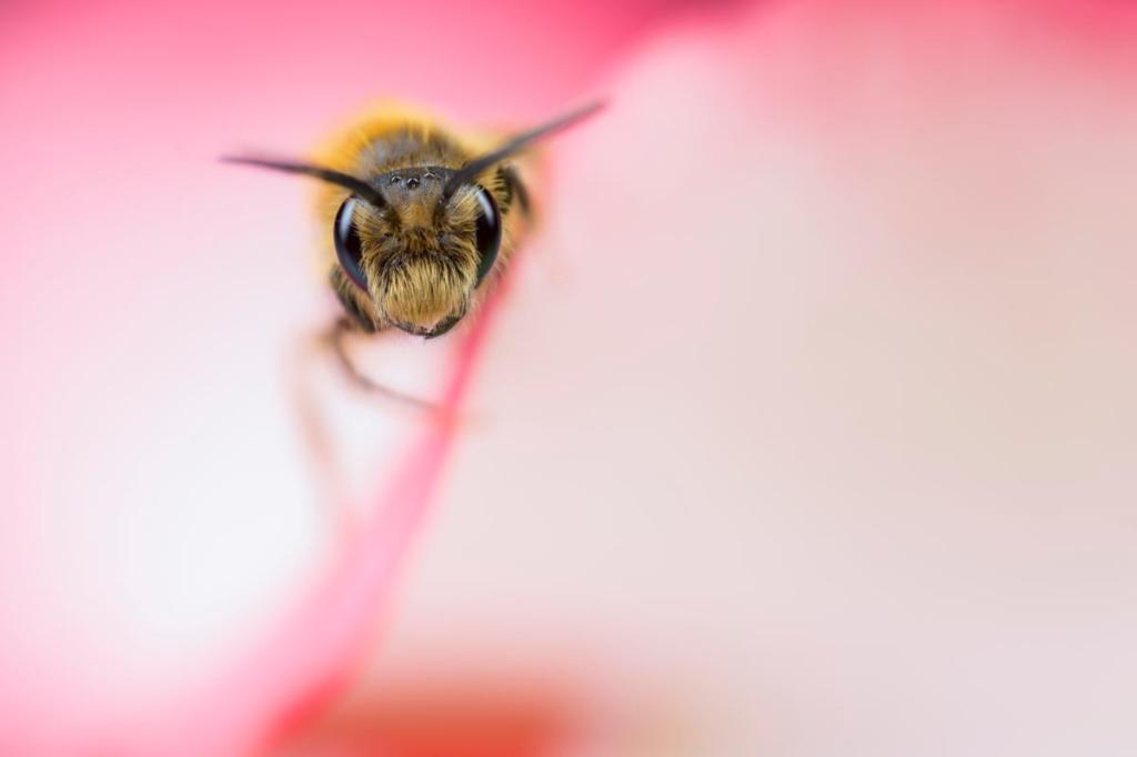 Solitary Bee peeping from inside a rose. Canon EOS 6D, MP-E65mm, 1/180sec at f/4, ISO 100. Photo: Matt Doogue