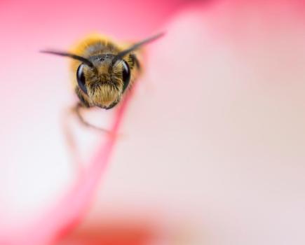 Solitary Bee peeping from inside a rose. Canon EOS 6D, MP-E65mm, 1/180sec at f/4, ISO 100. Photo: Matt Doogue