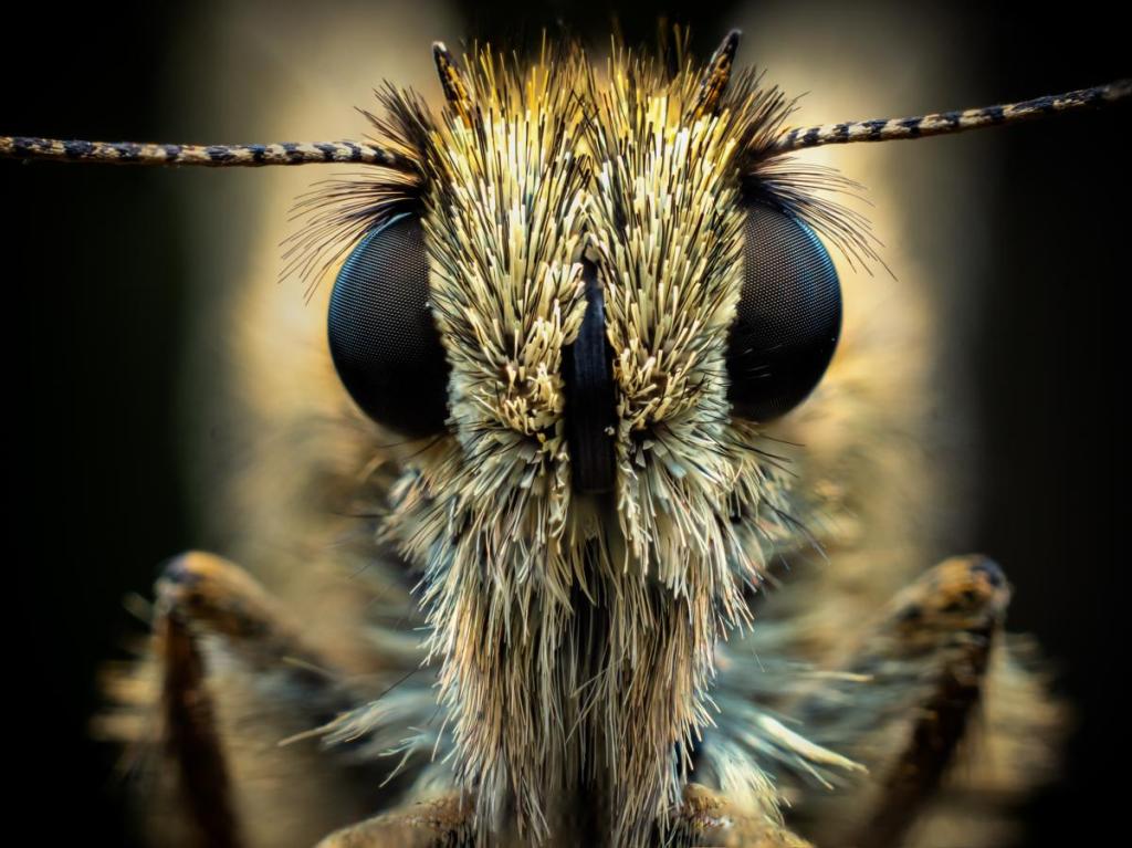 Focus stacking enables us to produce high-quality images with a greater depth of field. Olympus E-M1X, 60mm, Viltrox Extension Tubes, 1/160sec at f/5, ISO 200. Photo: Geraint Radford