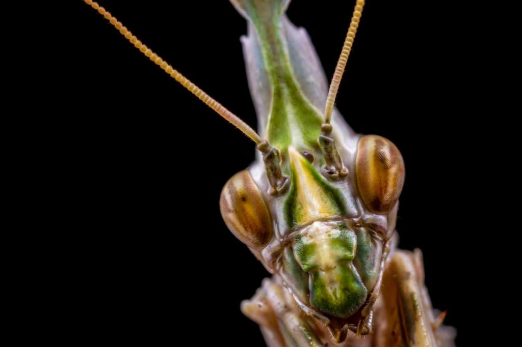 Stacked shot of Praying mantis.  Canon EOS 6D, MP-E65mm, 1/160sec at f/9, ISO 320. Photo: Matt Doogue