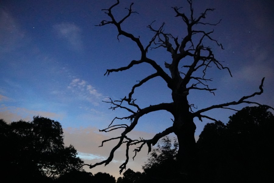 Sony Alpha 7S III sample photo in low-light, ISO51200