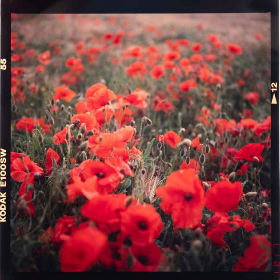 Film shot of a red poppy field