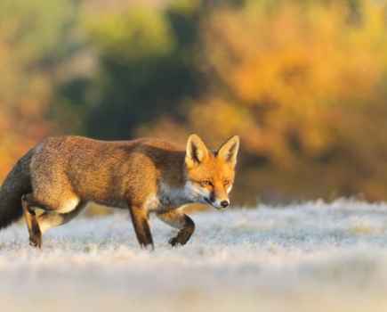 Red Fox (Vulpes vulpes), hunting in the frost, London, UK. November autumn wildlife photography