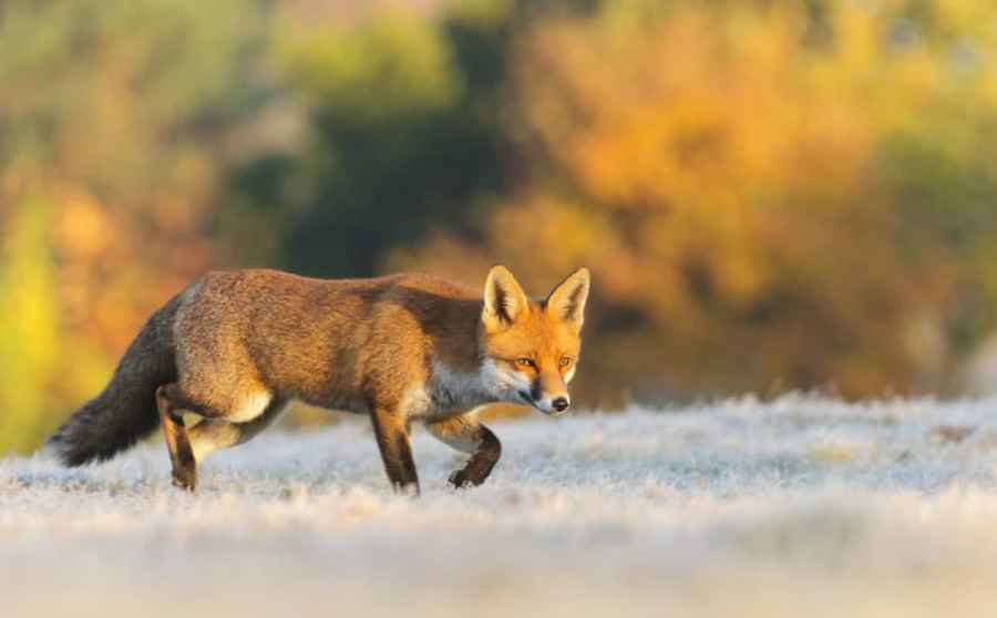 Red Fox (Vulpes vulpes), hunting in the frost, London, UK. November autumn wildlife photography