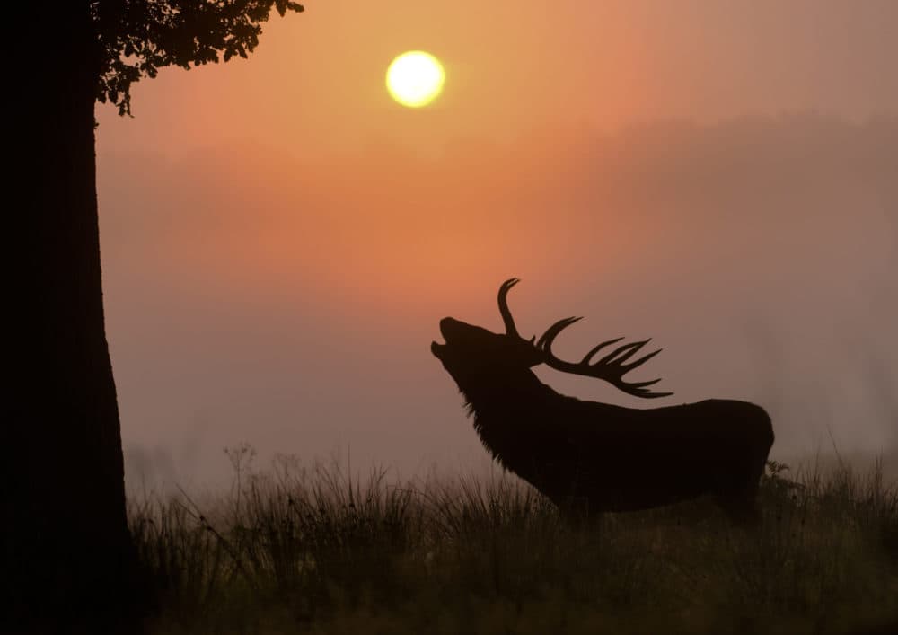 Red Deer (Cervus elaphus) stag roaring in grassland at sunrise. Richmond Park, London Nikon D800, 200-400mm, 1/800sec at f/4, ISO 640