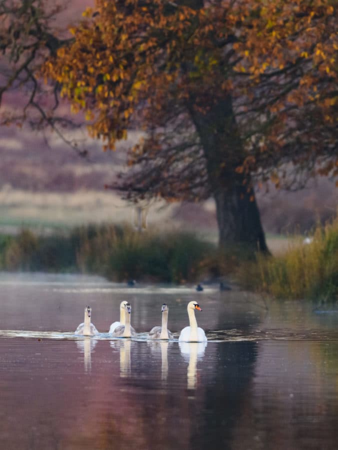 Mute swan (Cygnus olor) family swimming, Richmond Park, London Nikon D850, 400mm, 1/1250sec at f/2.8, ISO 1600 autumn wildlife photography