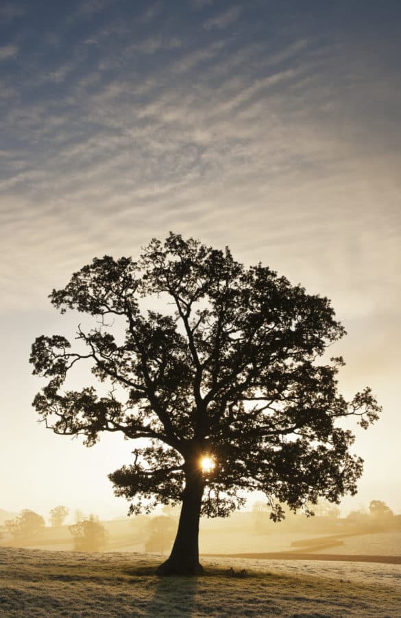 Oak tree in a misty meadow and farmland at sunrise.