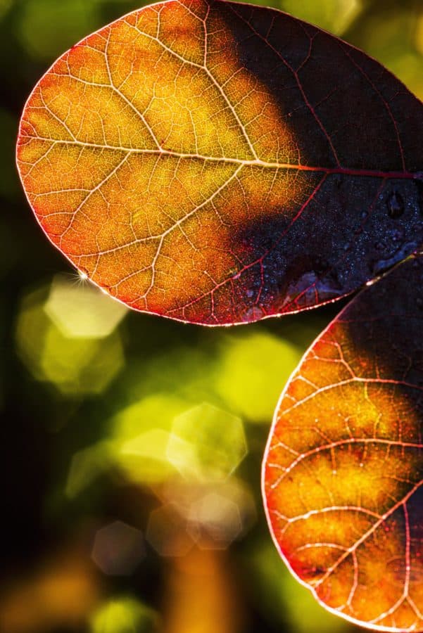 autumnal leaves backlit