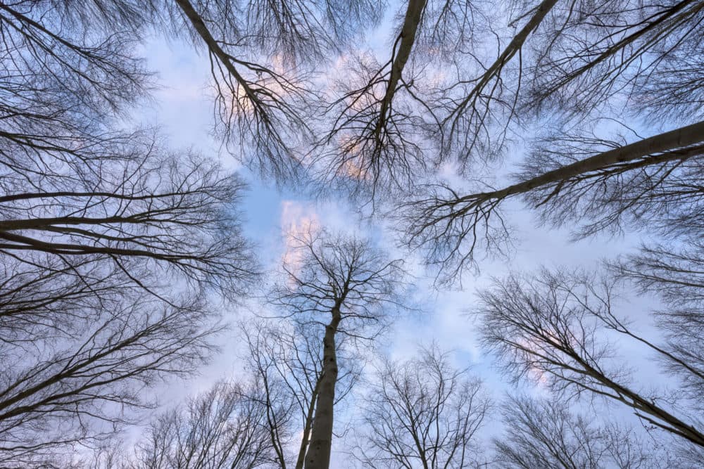 looking up to trees