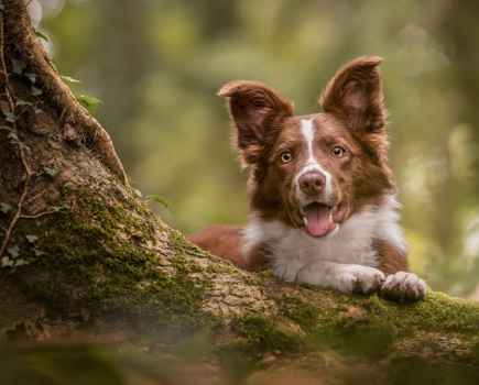 Brown and white border collie with its tounge out on a large tree trunk